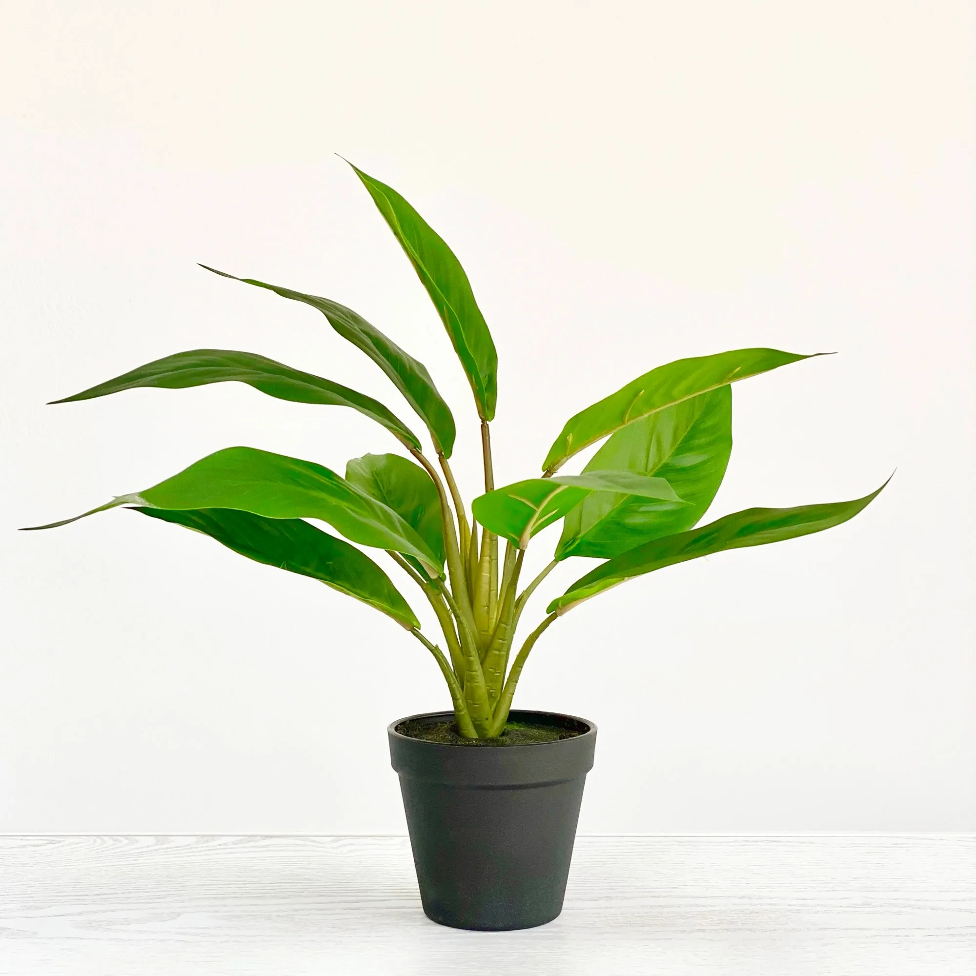 Anthurium Potted Plant